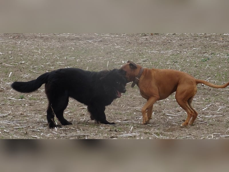 Gassi Service, Dogwalker, Gassi gehen, Hundesitter, Dogwalking