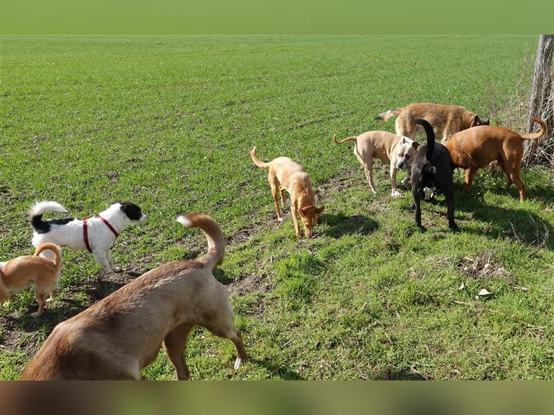 Gassi Service, Dogwalker, Gassi gehen, Hundesitter, Dogwalking