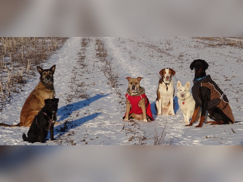 Gassi Service, Dogwalker, Gassi gehen, Hundesitter, Dogwalking