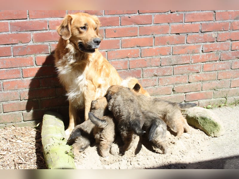 Germanische Bärenhunde, Welpen