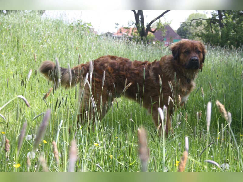 Germanische Bärenhunde, Welpen