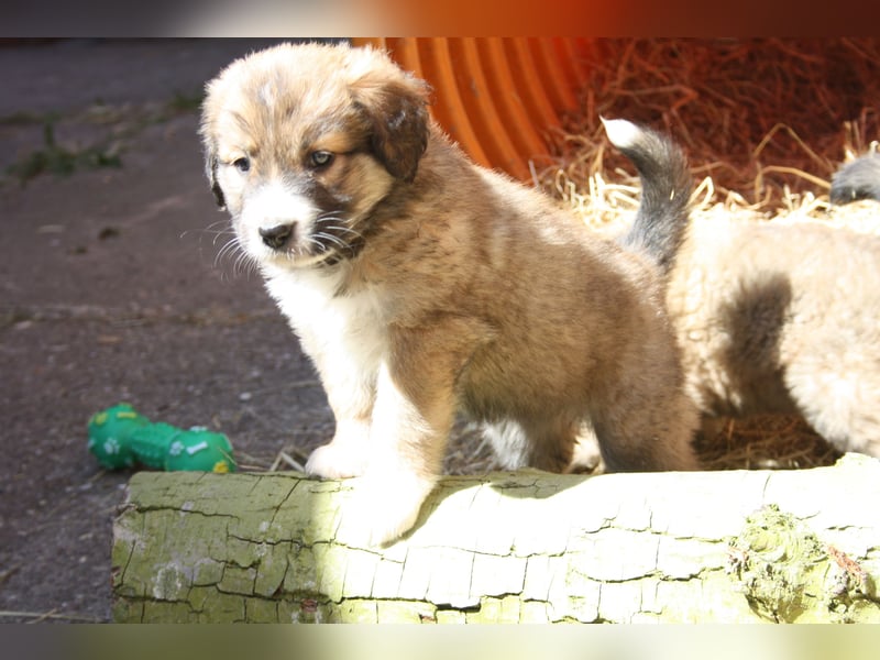 Germanische Bärenhunde, Welpen