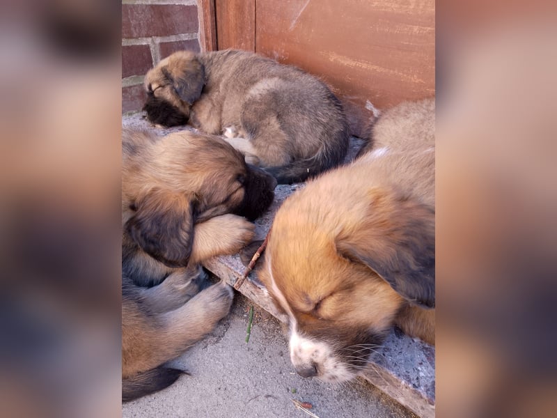 Germanische Bärenhunde, Welpen