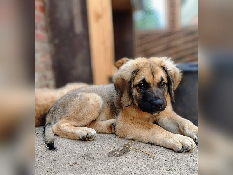Germanische Bärenhunde, Welpen