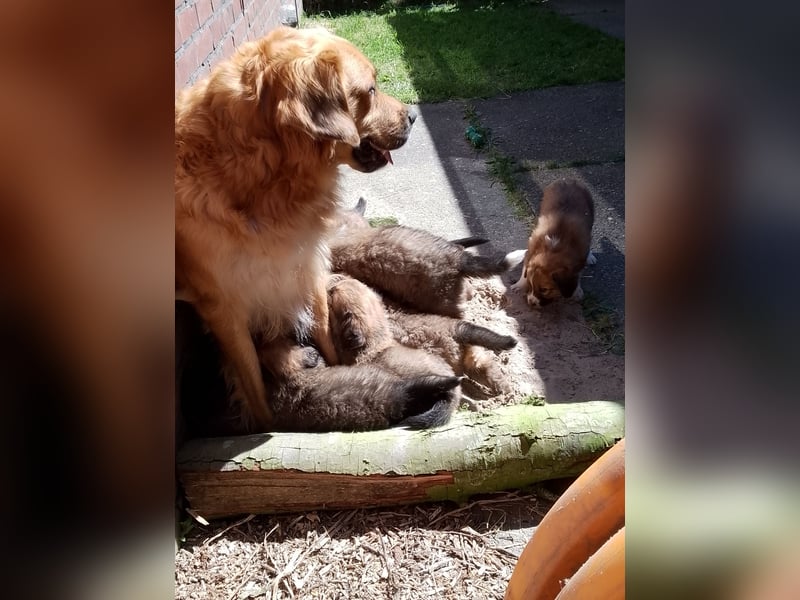 Germanische Bärenhunde, Welpen