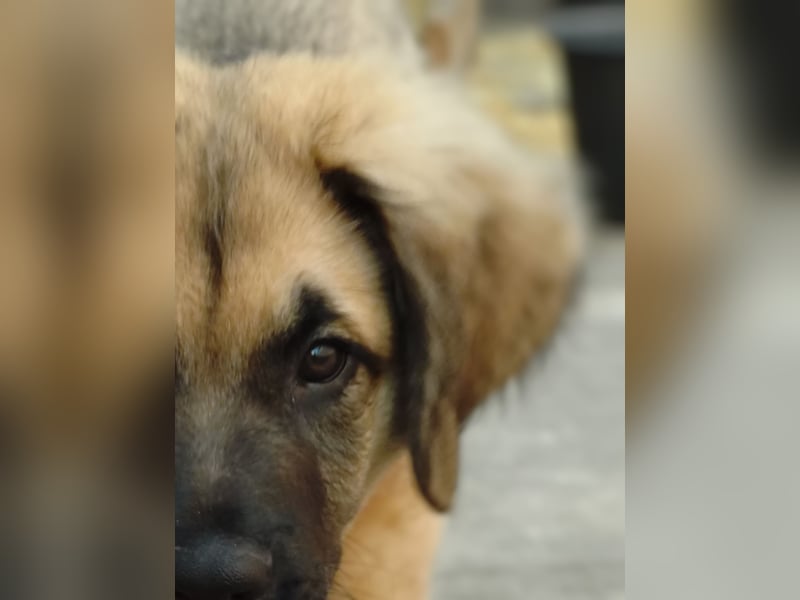 Germanische Bärenhunde, Welpen