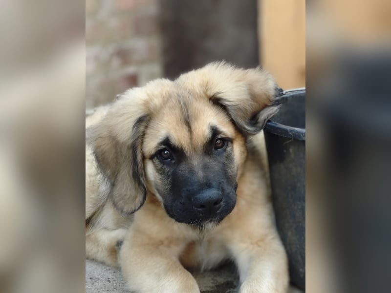 Germanische Bärenhunde, Welpen