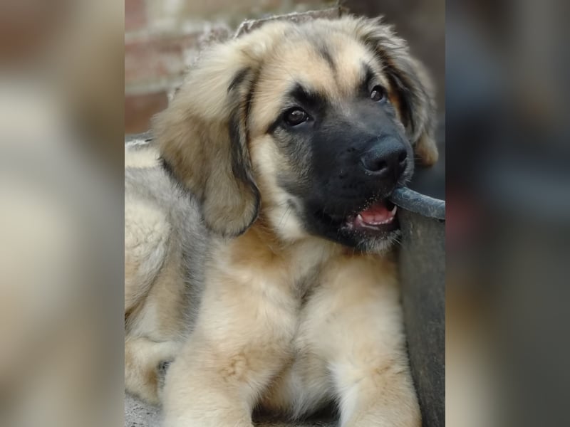Germanische Bärenhunde, Welpen