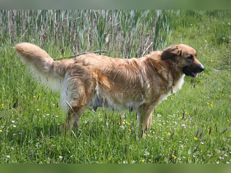 Germanische Bärenhunde, Welpen
