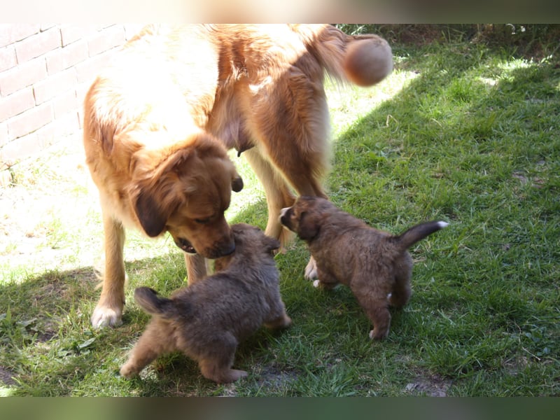 Germanische Bärenhunde, Welpen