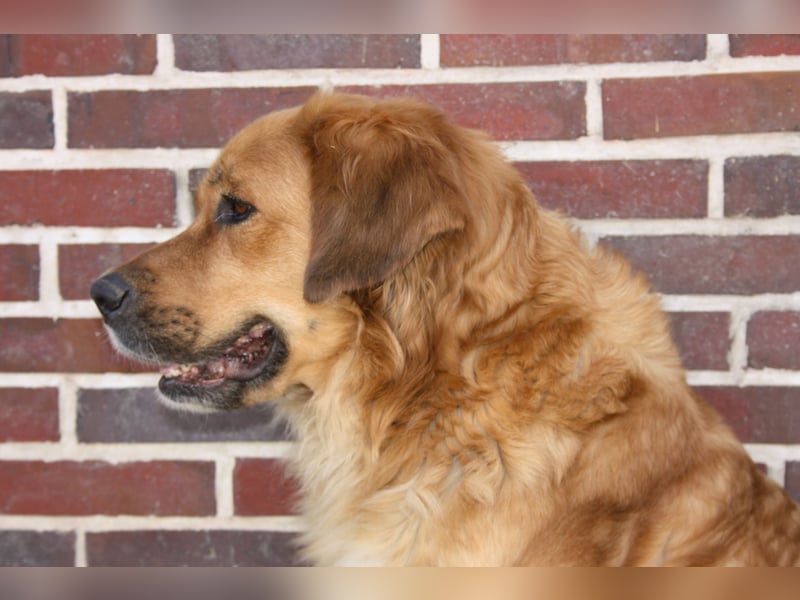 Germanische Bärenhunde, Welpen