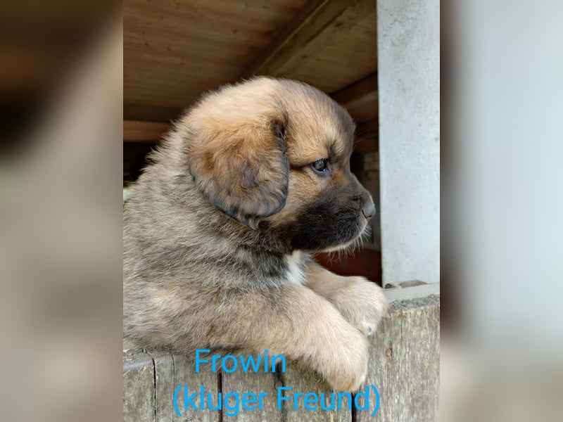 Germanische Bärenhunde, Welpen