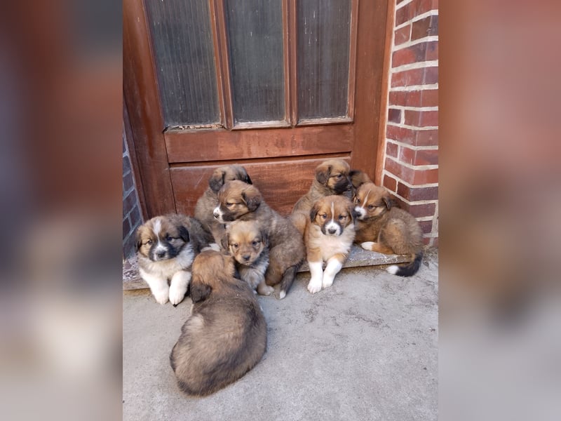 Germanische Bärenhunde, Welpen