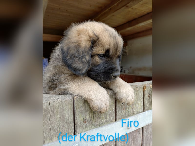 Germanische Bärenhunde, Welpen