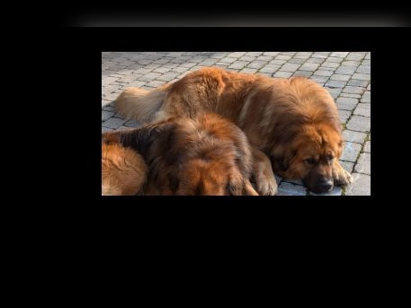 Germanische Bärenhunde, Welpen