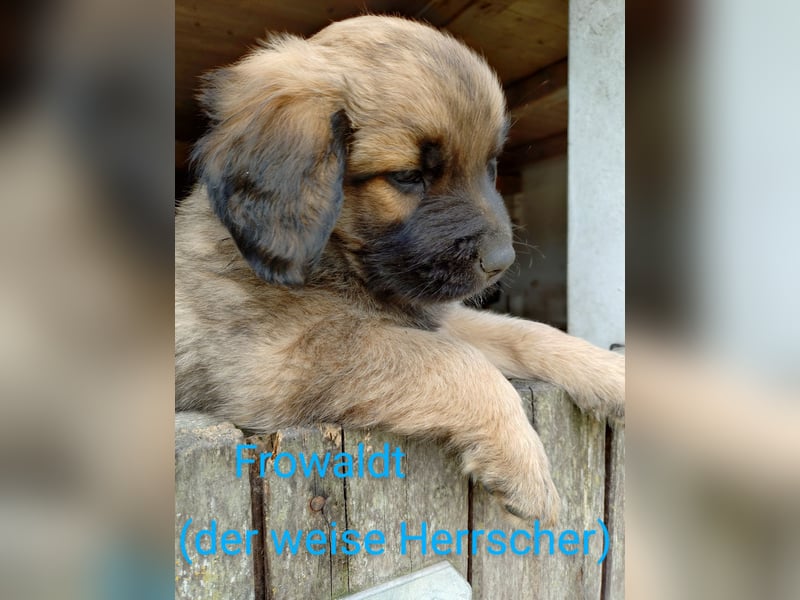 Germanische Bärenhunde, Welpen