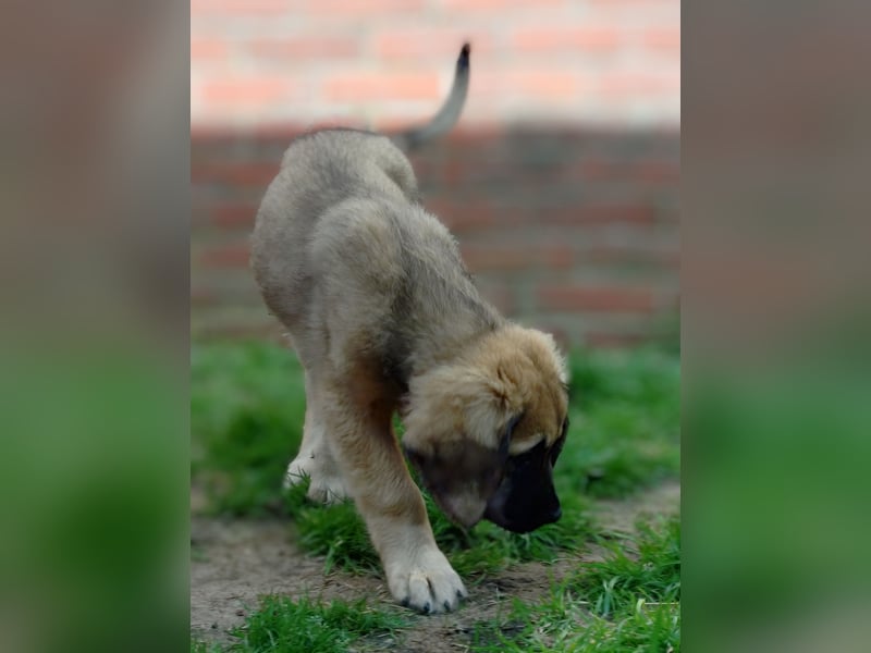 Germanische Bärenhunde, Welpen
