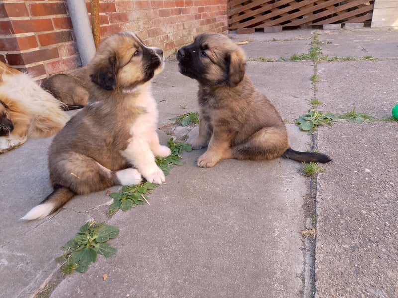 Germanische Bärenhunde, Welpen