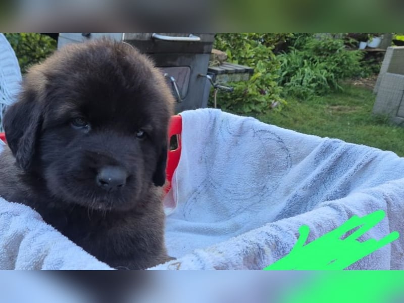 Welpen, Hund, Hündin, Rüden, germanischer Bärenhund