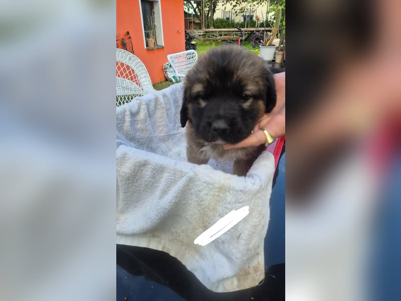 Welpen, Hund, Hündin, Rüden, germanischer Bärenhund