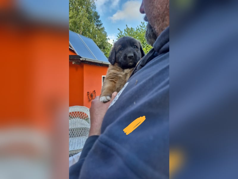 Welpen, Hund, Hündin, Rüden, germanischer Bärenhund