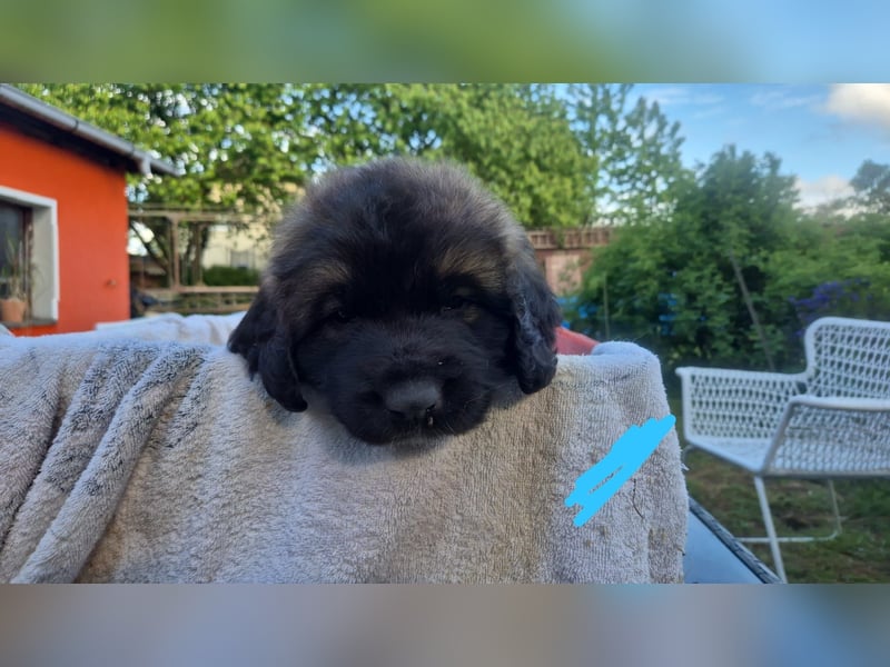 Welpen, Hund, Hündin, Rüden, germanischer Bärenhund