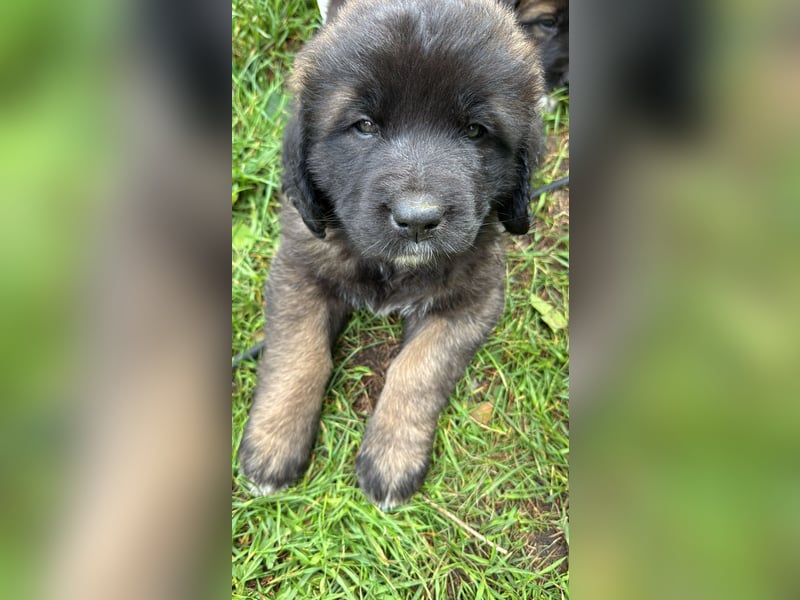 Welpen, Hund, Hündin, Rüden, germanischer Bärenhund