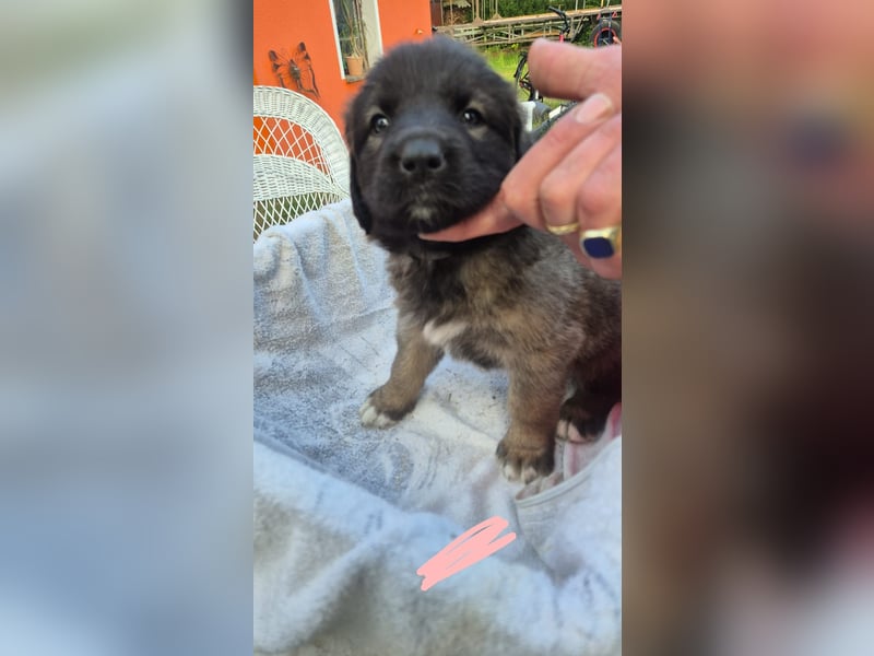 Welpen, Hund, Hündin, Rüden, germanischer Bärenhund