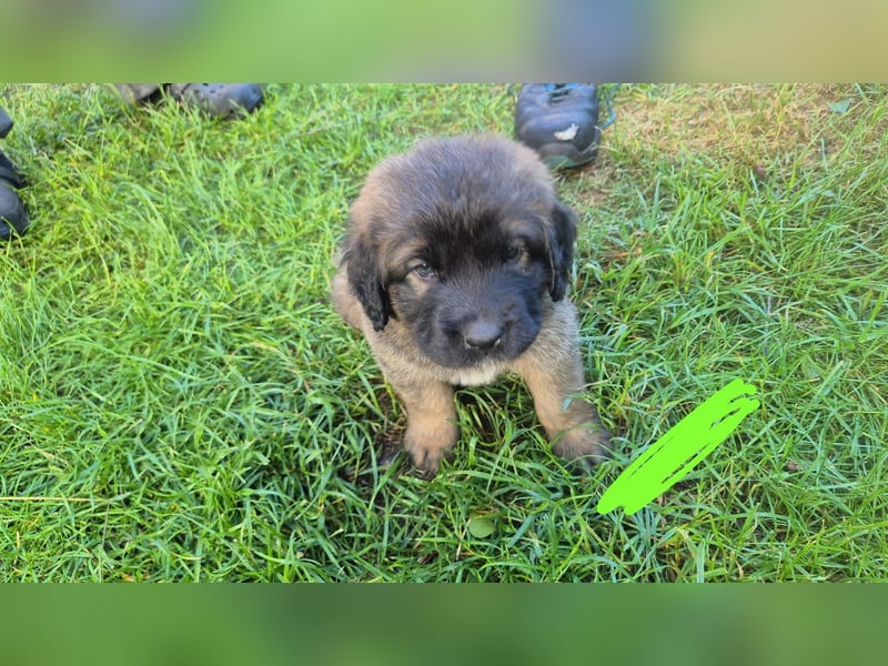 Welpen, Hund, Hündin, Rüden, germanischer Bärenhund