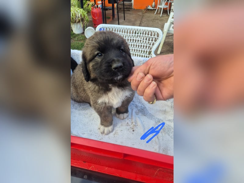 Welpen, Hund, Hündin, Rüden, germanischer Bärenhund