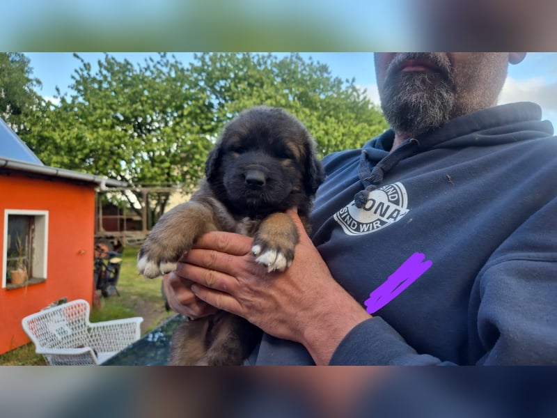 Welpen, Hund, Hündin, Rüden, germanischer Bärenhund