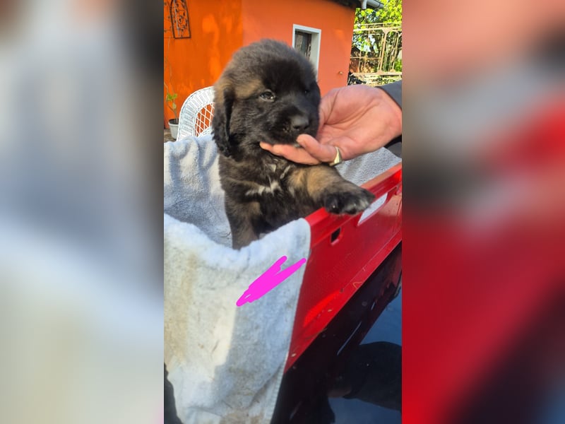 Welpen, Hund, Hündin, Rüden, germanischer Bärenhund