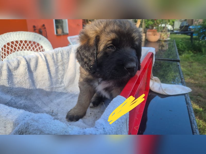 Welpen, Hund, Hündin, Rüden, germanischer Bärenhund