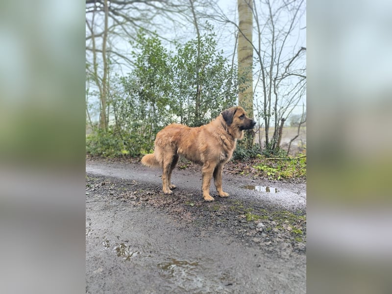 Germanischer Bärenhund