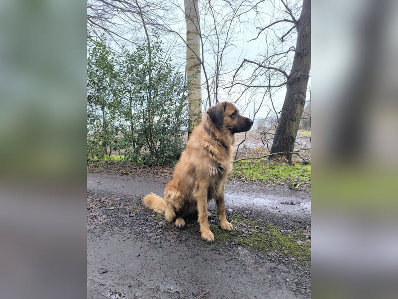 Germanischer Bärenhund