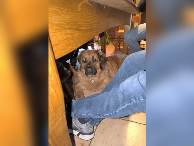 Germanischer Bärenhund
