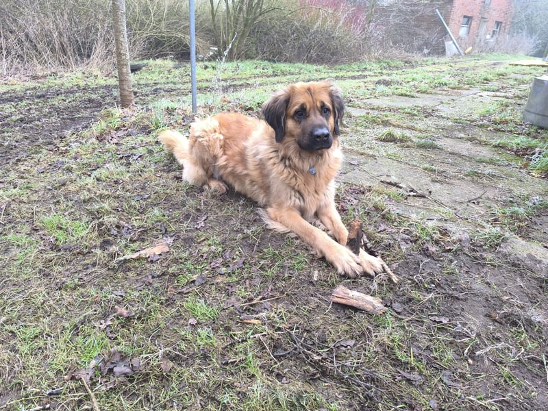 Germanischer Bärenhund