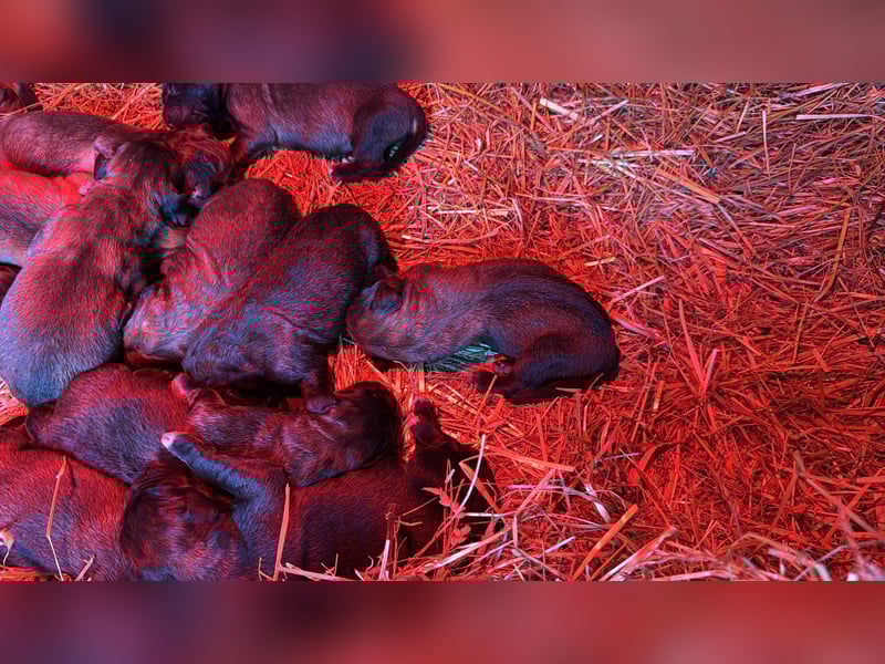 Germanischer Bärenhund, Welpen, Hund, Hündin