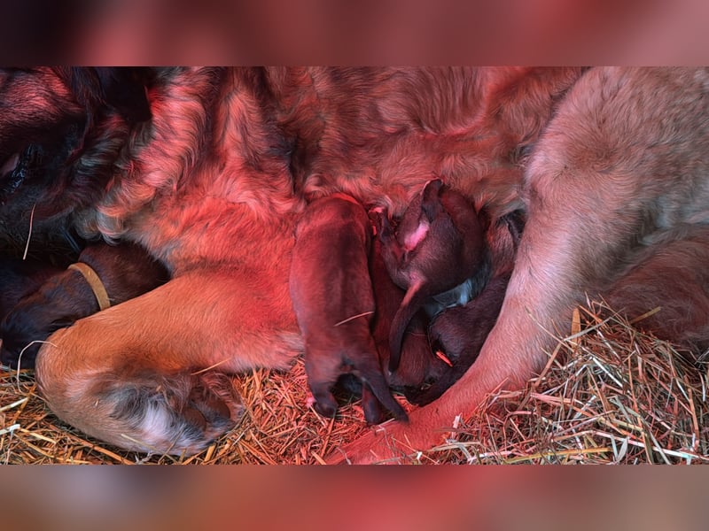 Germanischer Bärenhund, Welpen, Hund, Hündin