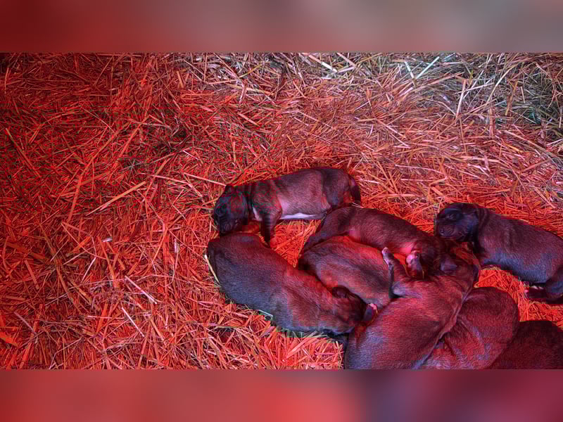 Germanischer Bärenhund, Welpen, Hund, Hündin
