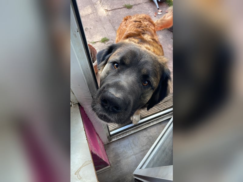 Germanischer Bärenhund, Welpen, Hund, Hündin