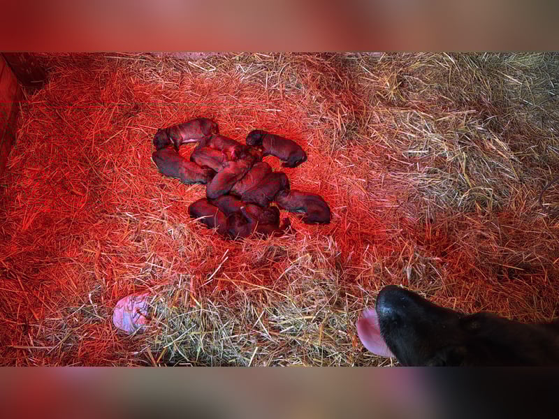 Germanischer Bärenhund, Welpen, Hund, Hündin