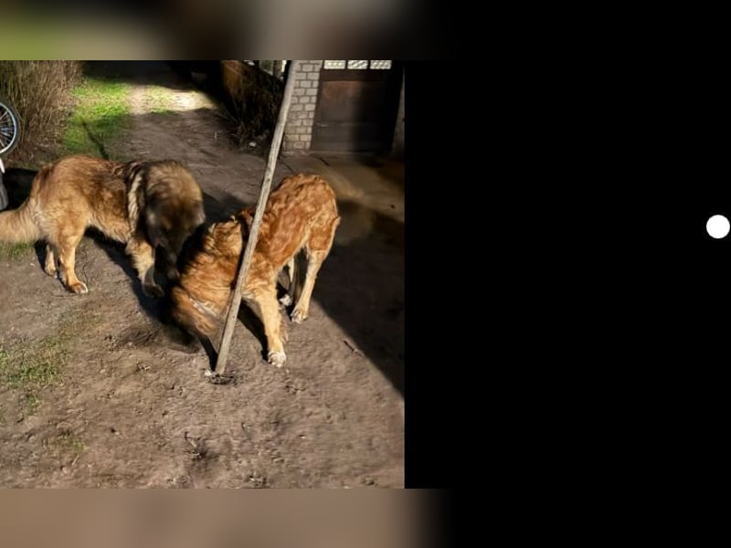 Germanischer Bärenhund, Welpen, Hund, Hündin