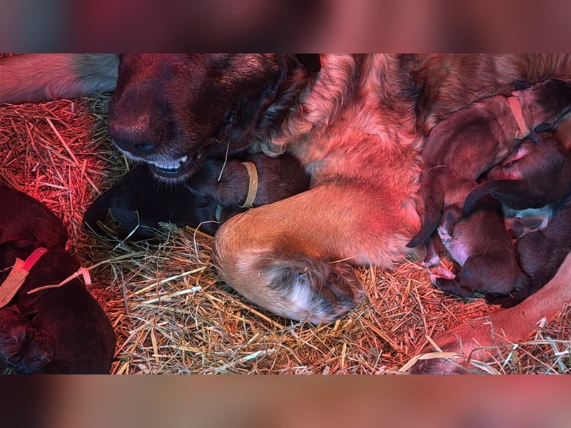 Germanischer Bärenhund, Welpen, Hund, Hündin