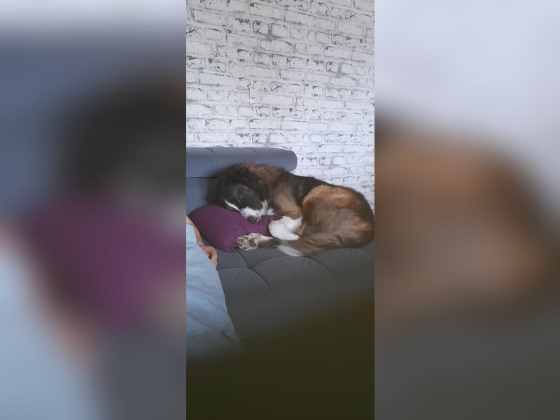 Für meinen Loki ein liebevolles Zuhause gesucht