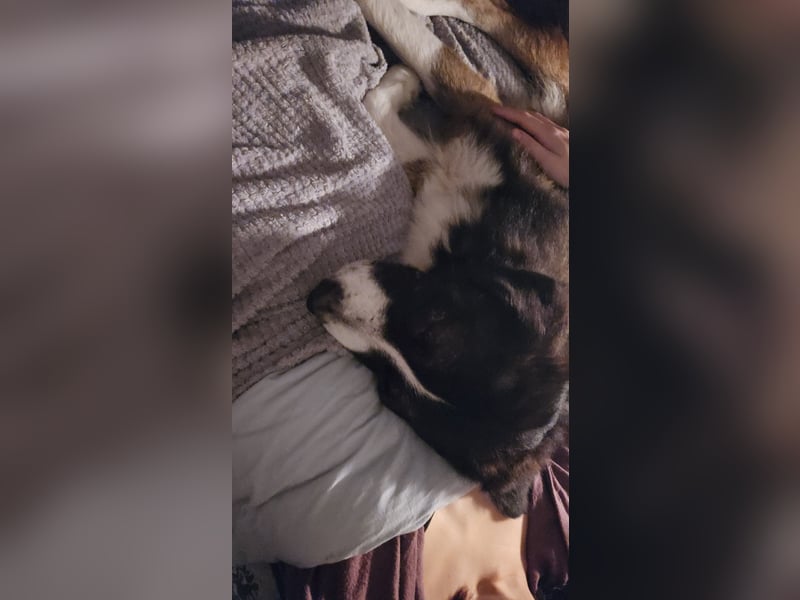 Für meinen Loki ein liebevolles Zuhause gesucht