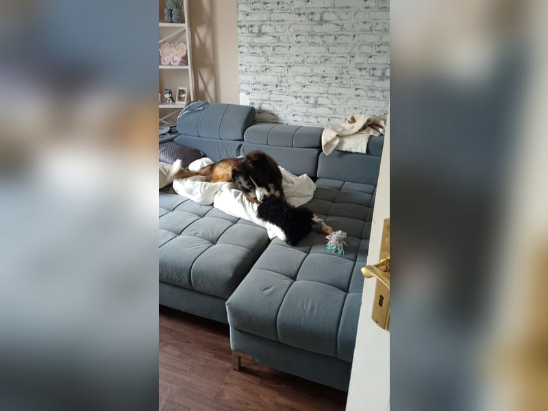 Für meinen Loki ein liebevolles Zuhause gesucht