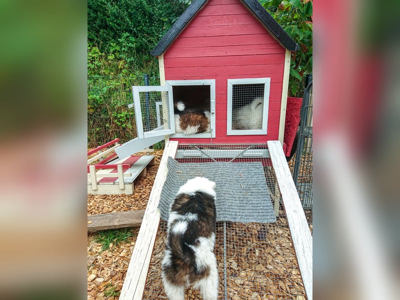 Geschenk unter 25 Euro - Welpe entspannt erziehen mit dem Buch Wege zum Familienhund