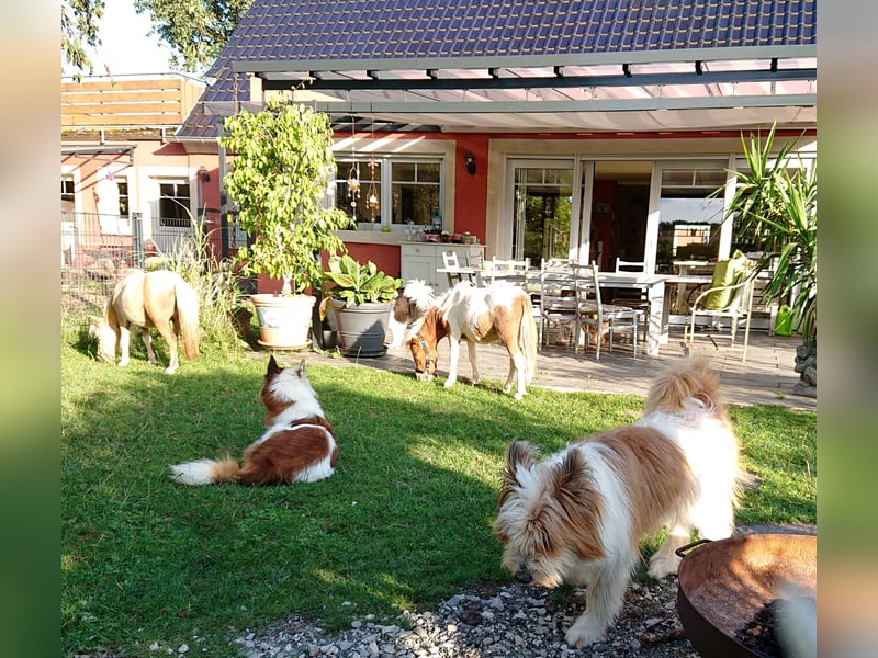 Geschenk unter 25 Euro - Welpe entspannt erziehen mit dem Buch Wege zum Familienhund