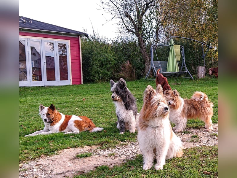 Geschenk unter 25 Euro - Welpe entspannt erziehen mit dem Buch Wege zum Familienhund